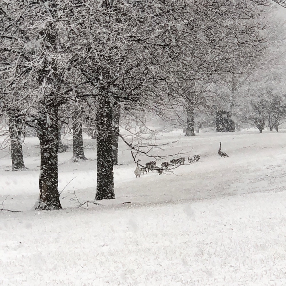 Meet your Posher, Danieli